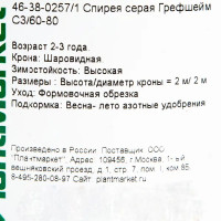 Спирея серая «Грефшейм», С3/60-80 см