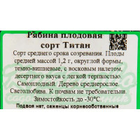 Рябина плодовая «Титан» С3, 3 года