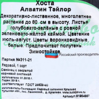 Хоста гибридная С2 «Алватин Тэйлор» h15