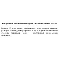 Кипарисовик Лавсона «Ивонне» С1, 30-35 см