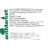 Можжевельник скальный «Блю Эрроу» С2, 40-50 см