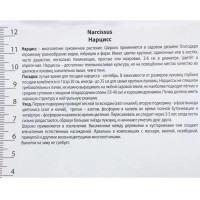 Нарцисс трубчатый «Стандарт Велью», высота 40 см, 3 шт.