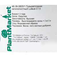 Пузыреплодник калинолистный «Лютеус» C1.5