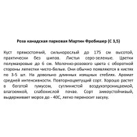 Роза канадская парковая «Мартин Фробишер» 3.5 л h15 см