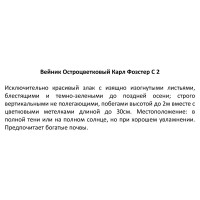 Вейник остроцветковый «Карл Фоэстер» 2 л h20 см