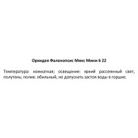 Орхидея Фаленопсис мини 1 стебель ø6 h22 см