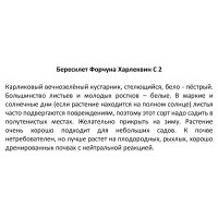 Бересклет Форчуна в сортах 15x20 см