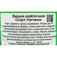 Вишня войлочная «Натали» C3 высота 140 см