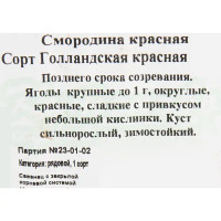 Смородина красная «Голланская красная» C2 высота 40 см