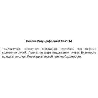 Декоративно-лиственное растение Пилеа Ротондифия ø8 h10-20 см