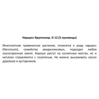 Нарцисс крупнокорончатый ø12 h25 см, 3 шт.