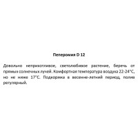 Пеперомия ø12 h25 см