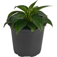 Бальзамин Новогвинейский 13x17 см