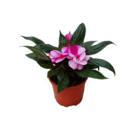 Бальзамин Новогвинейский 13x17 см