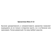 Хризантема 13x16 см цвета в ассортименте