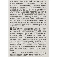 Гортензия крупнолистовая Ю энд ми Принцесса Диана Люкс ø9 h39 см