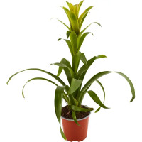 Гузмания микс XL ø15 h65 см