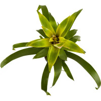 Гузмания микс XL ø15 h65 см