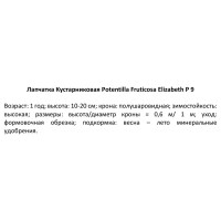 Лапчатка кустарниковая Елизабет ø9 h20 см