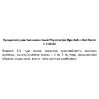 Пузыреплодник калинолистный Ред Барон ø15 h60 см