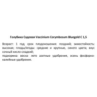 Голубика Блюголд ø15 h35 см