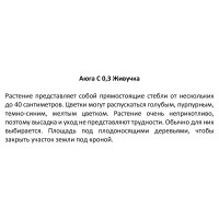 Живучка ползучая 15 см