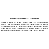 Колокольчик Карпатский h15 см