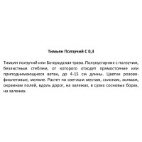 Тимьян Ползучий h15 см