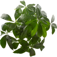 Пахира Акватика коса ø19 h70 см