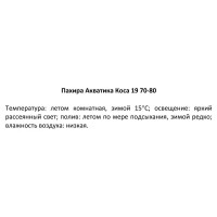 Пахира Акватика коса ø19 h70 см