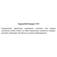 Хедера Вайт вандер ø17 h20 см