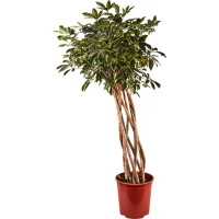 Шеффлера (Арборикола) Компакта ø34 h135-150 см