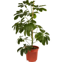 Шеффлера Компакта ø17 h50 см