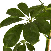 Шеффлера Компакта ø17 h50 см