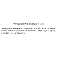 Филодендрон сканденс Бразил ø12 h10 см