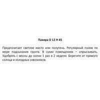 Пахира ø12 h45 см