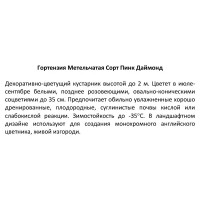 Гортензия метельчатая Пинк Даймонд ø15 h20 см