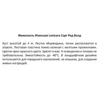 Жимолость японская Ред Волд ø15 h30 см