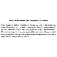 Вишня микс ø16 h140 см