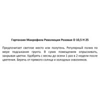 Гортензия Макрофила Революция розовая ø10.5 h25 см