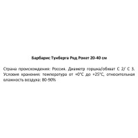 Барбарис Тунберга Ред Рокет ø19 h20 - 40 см