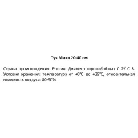 Туя Мики ø19 h20 - 40 см