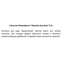 Гортензия макрофилла Форэвер энд Эвер h30