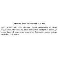 Гортензия микс 5-7 соцветий ø15 h45 см