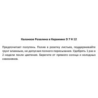 Каланхое Розалина ø7 h12 см