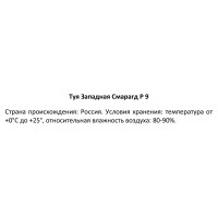 Туя западная Смарагд ø9 h600 см