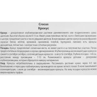 Крокус крупноцветковый Кинг ов страйпт луковица 8/9, 10 шт.