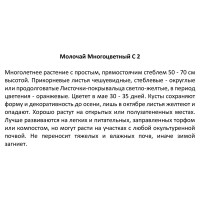 Молочай многоцветный ø17 h30 см