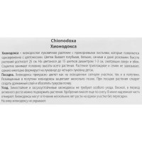 Хионодокса Люцилии альба луковица 5/6, 10 шт.