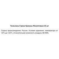 Тюльпан Стреза Крокусы Фиолетовые 25 штук